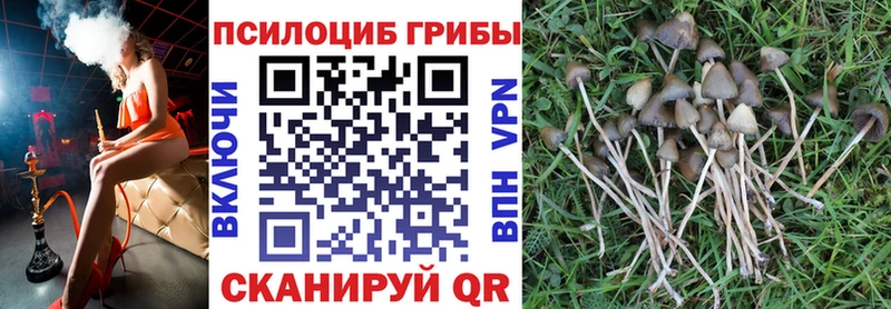 Галлюциногенные грибы Psilocybine cubensis  Волгоград 
